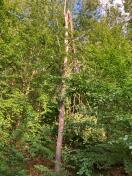 Foto: Gefährdung Baum 